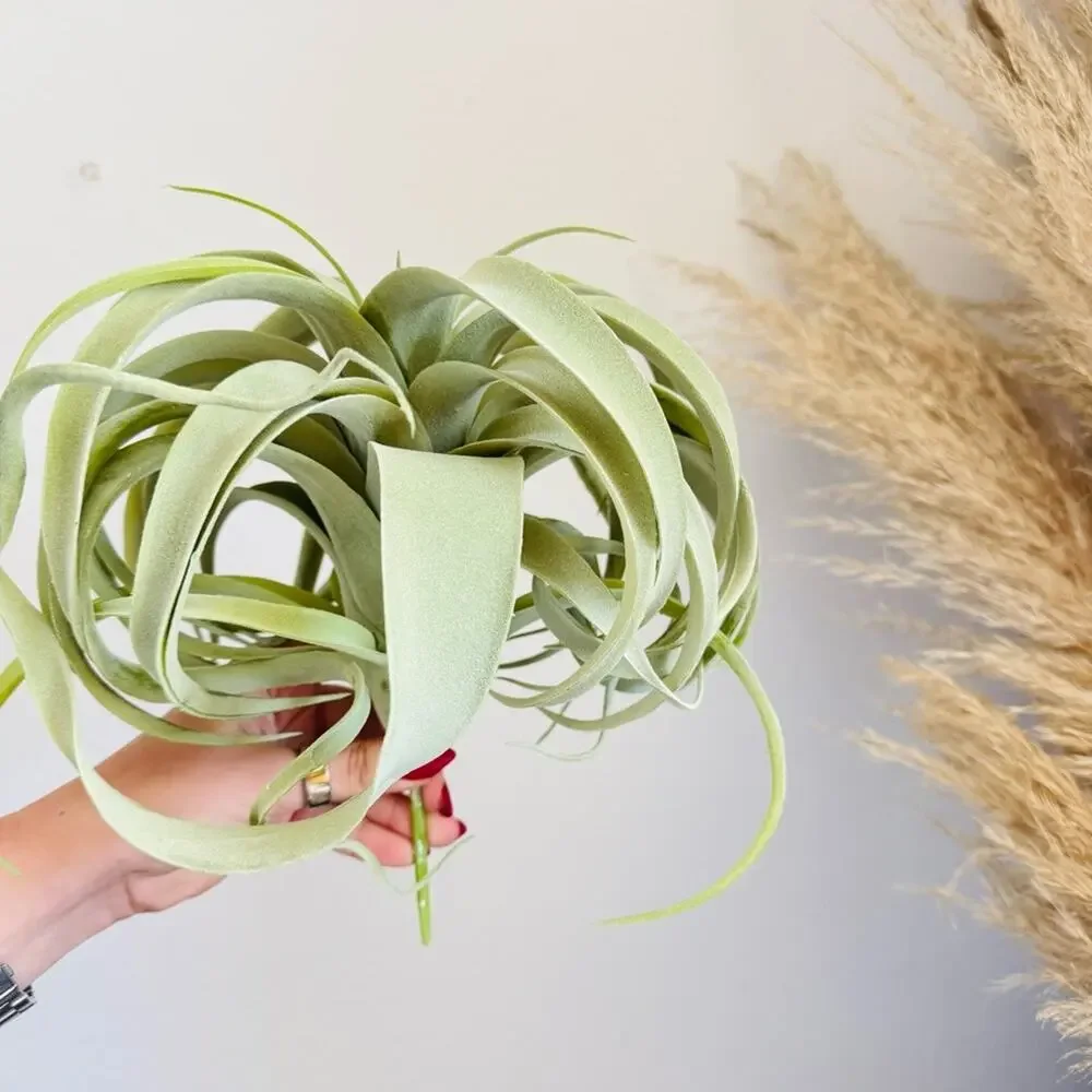 NEW POTTERY BARN Mint Green Faux Air Plant Tillandsia Tabletop Decor Display